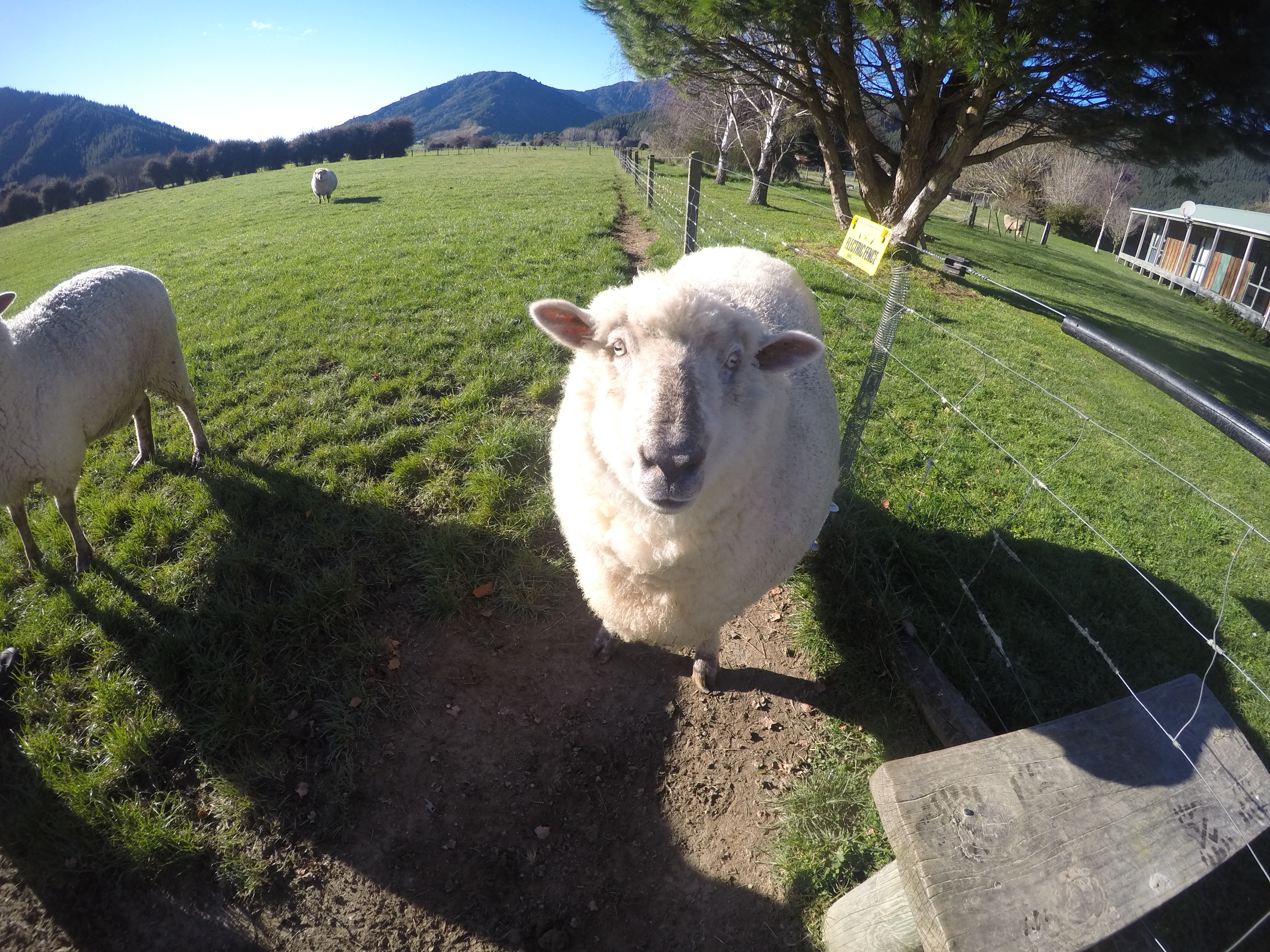 ニュージーランド　羊.