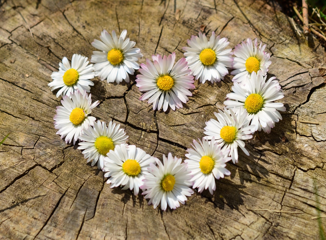 daisy-heart-flowers-flower-heart